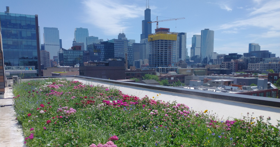 A vibrant meadow on a rooftop, with the Chicago skyline in the distance.