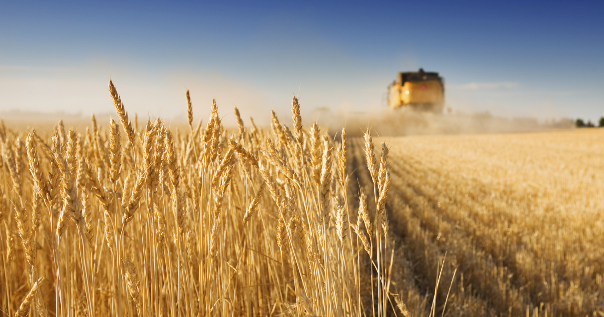 Wheat field being harvested by combine
