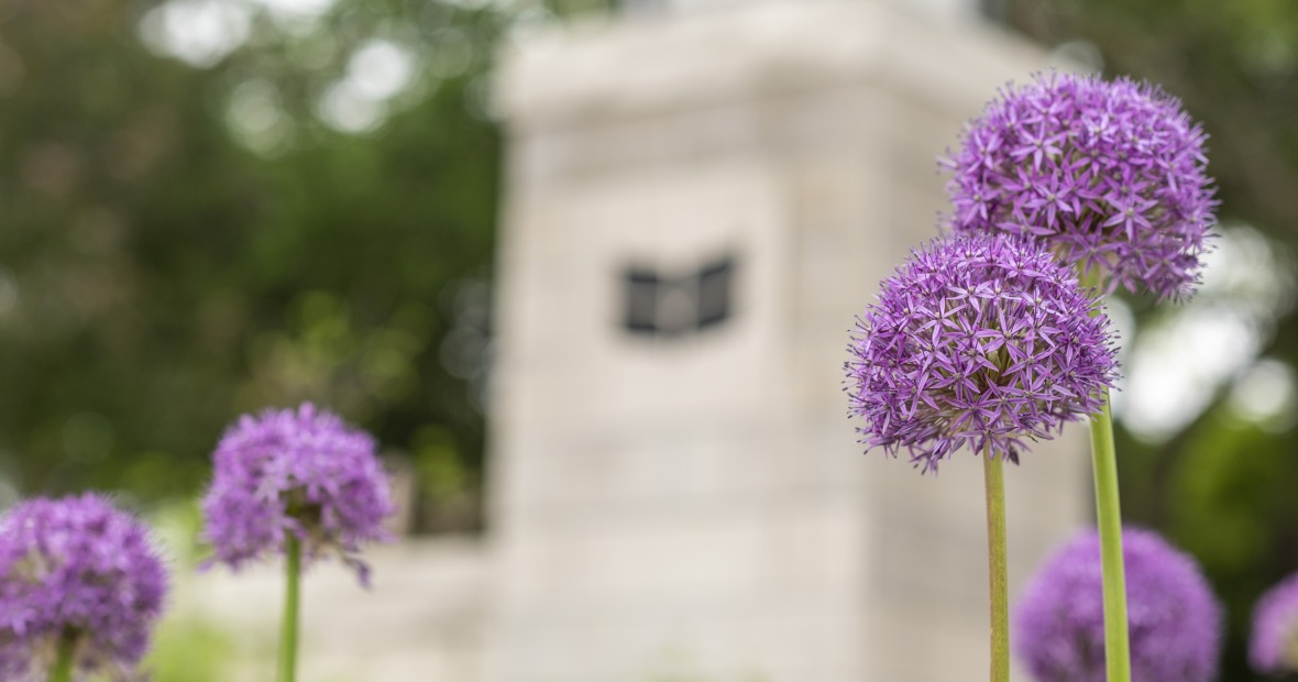 Image of stone pillar with engraved laurel leaf, purple spring flowers