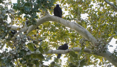 Two large black birds with red heads perch in the branches of a leafy sycamore tree.