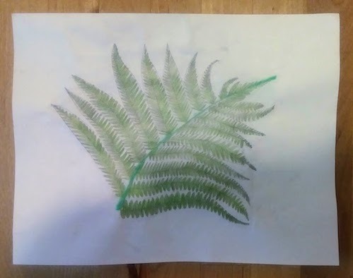 Colored drawing of a fern frond