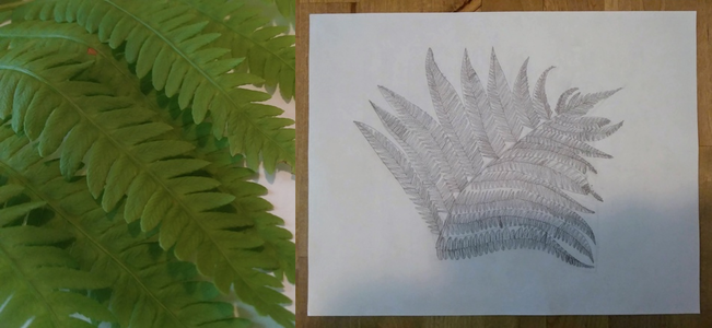 A fern frond and a detailed pencil drawing of a fern frond