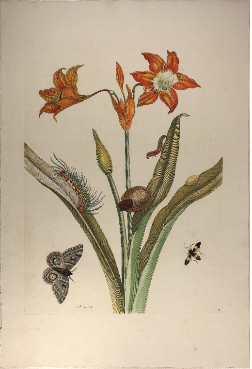 Maria Sibylla Merian, The Metamorphoses of the Insects of Surinam