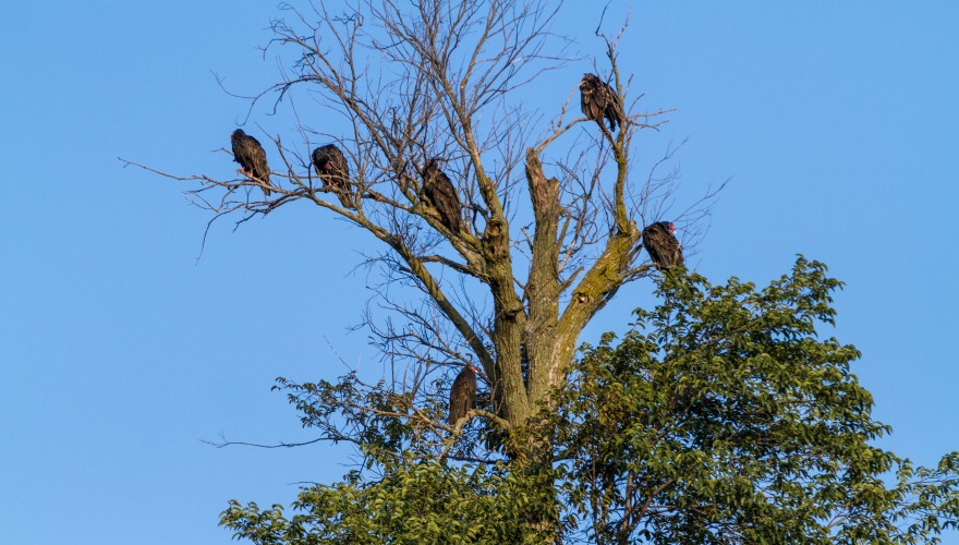 Six turkey vultures, large black birds with red heads, perch in the leafless top branches of a tree, backed by a blue sky.