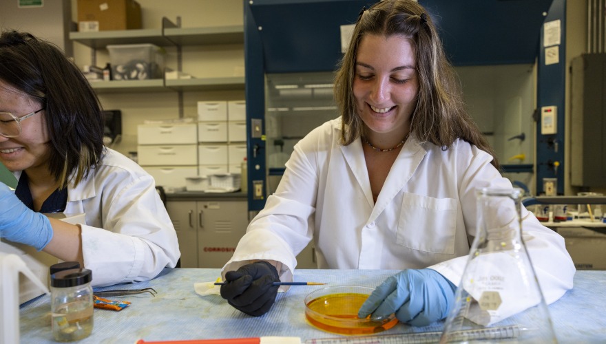 Two women in gloves and lab coats laugh while plating brain tissue samples/