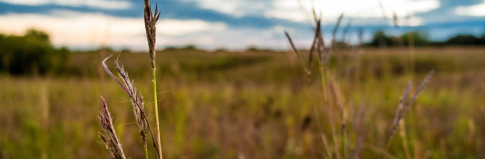 close-up of prairie grasses