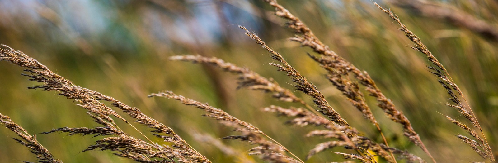 Prairie grass bent in the wind