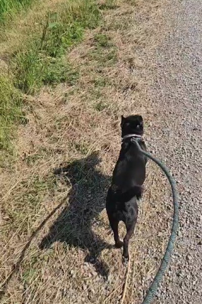 dog running on a leash 