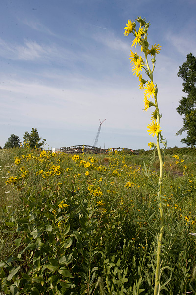 yellow flowers with construction crane visible in the distance