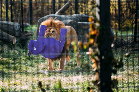 Lion hold purple papier mache elephant in mouth