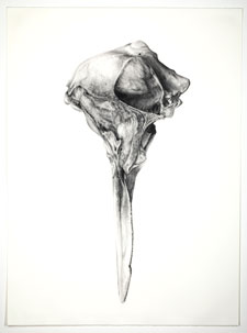 Tara Shukla, Skull