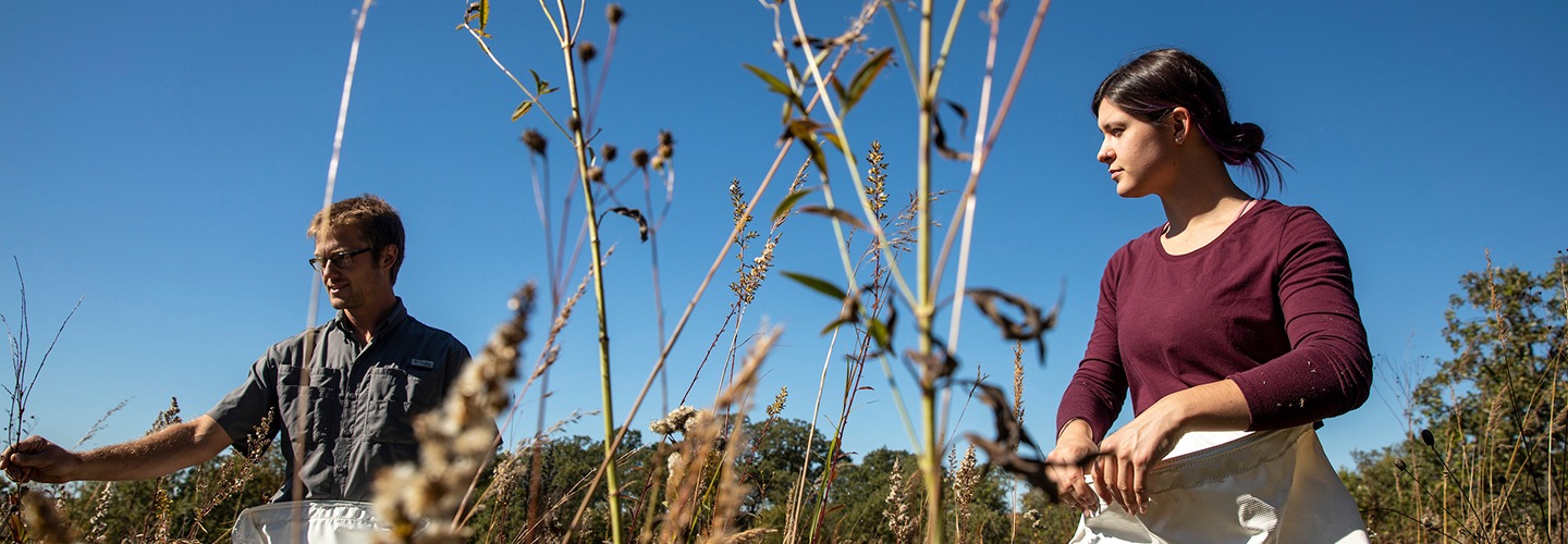 two people wearing white gathering aprons gather seeds in an autumn prairie