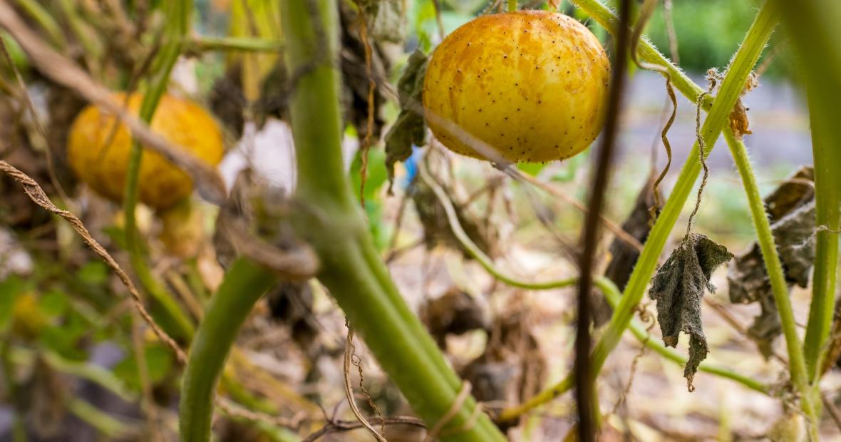A yellow lemon cucumber hangs from the plant amidst other roots and tomatoes in the foreground