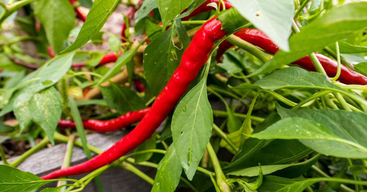 A long red chili pepper amidst green leaves