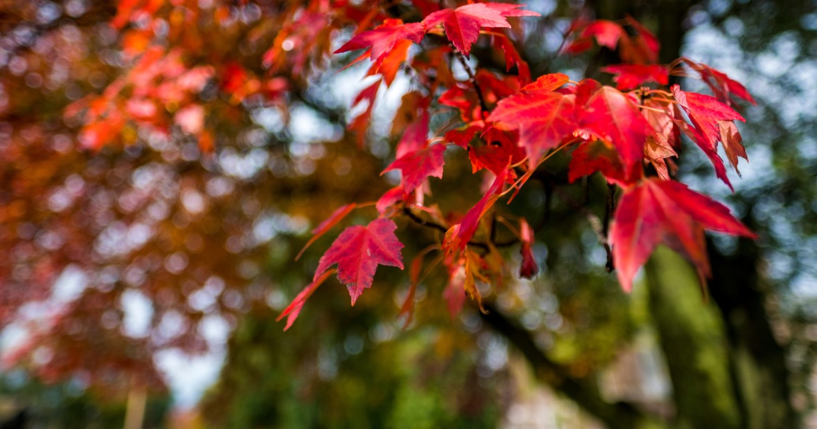 Red leaves