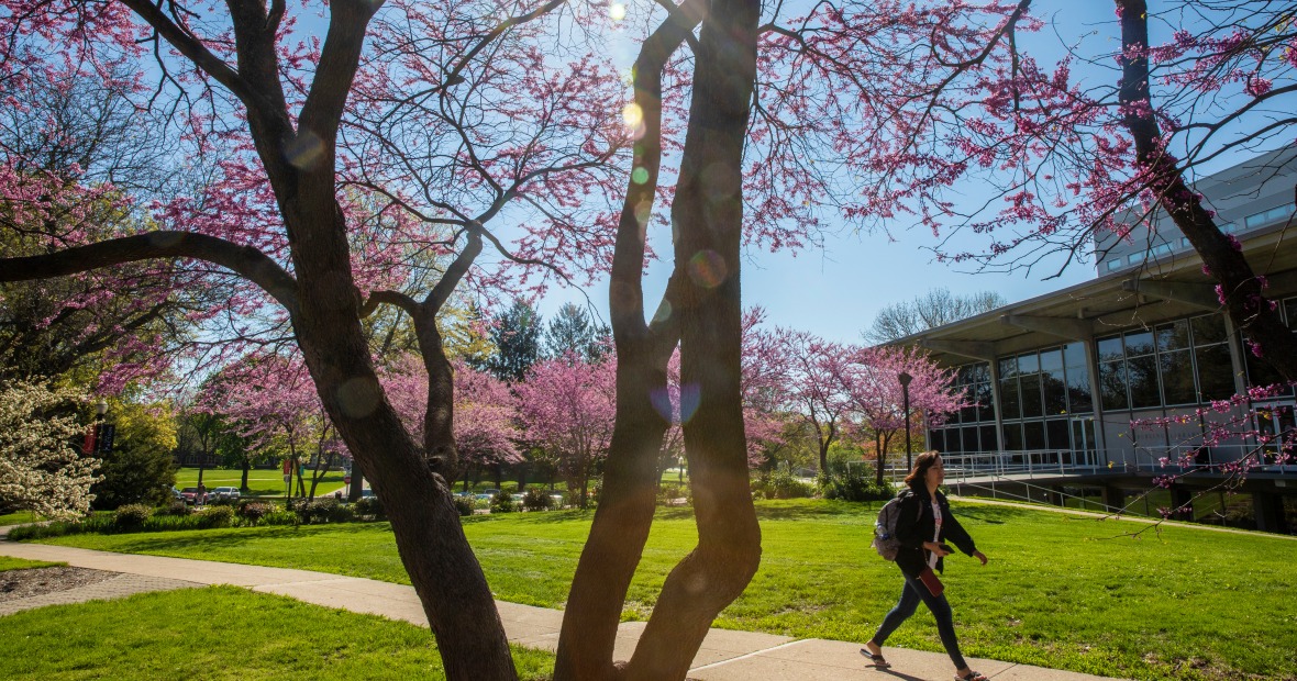 Student walks through central campus during springtime