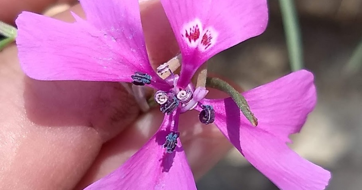 Close up of Clarkia xantiana, a flowering plant