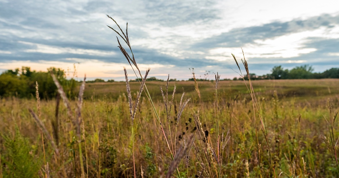 Landscape view of restored prairie in Iowa