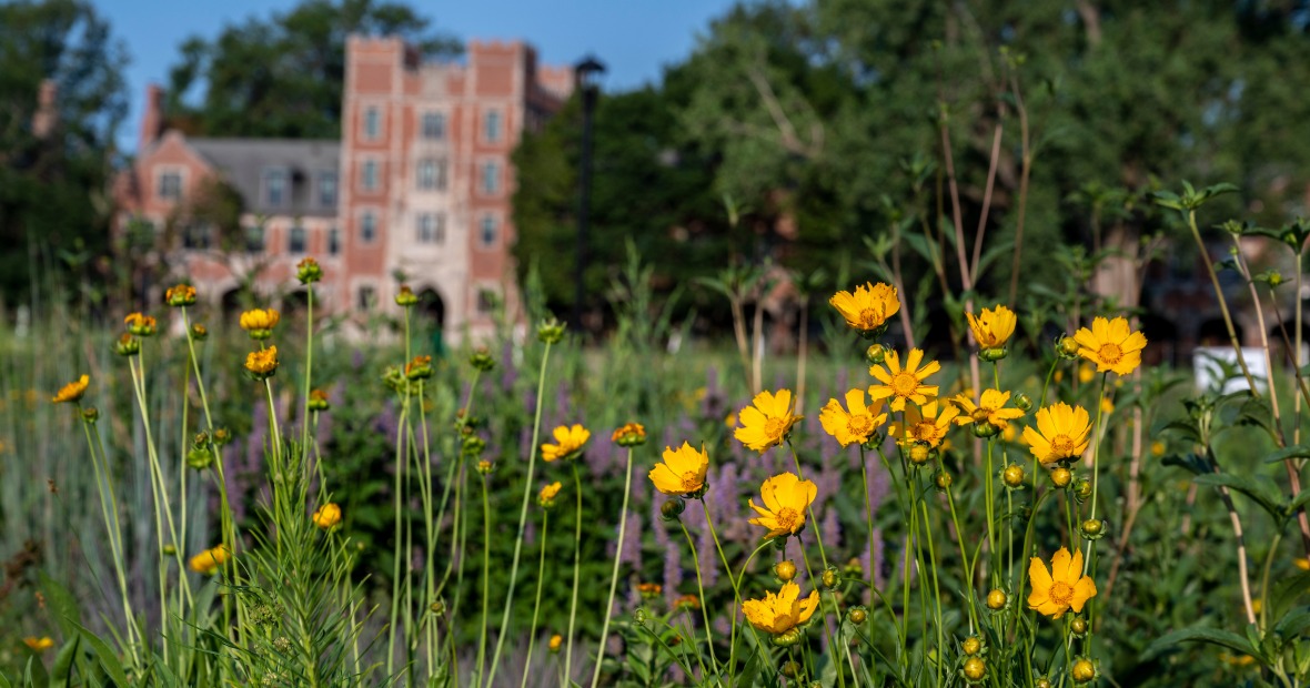 Yellow wildflowers blooming in a new prairie planting on North Campus