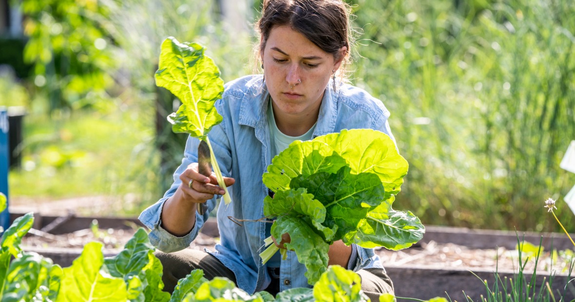 Grinnell College student garden worker harvesting Swiss chard
