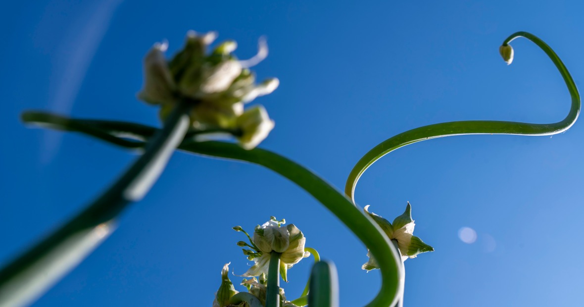 Image of a walking onion plant