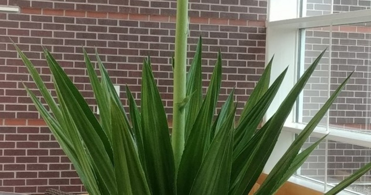 Agave plant with taller stalk formation