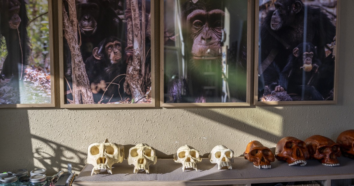 Primate photos and skulls