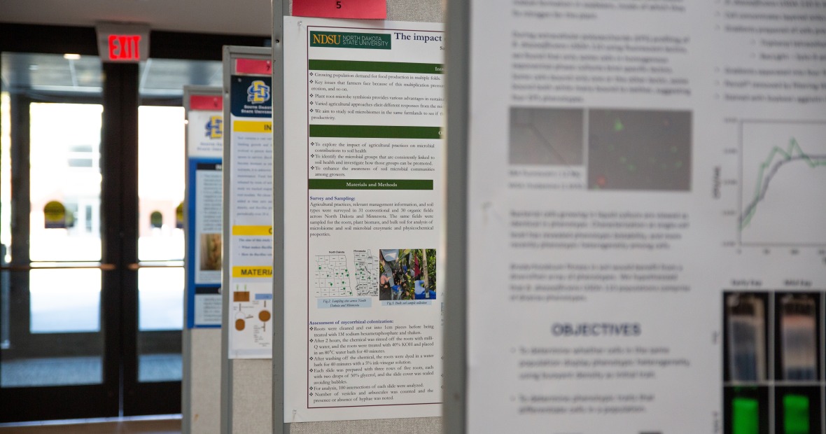 A row of bulletin boards with research posters attached.