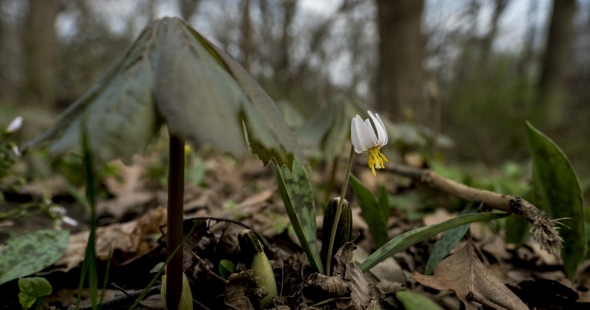 A small white flower blooms on the forest floor, among decaying leaves and sprouting plants.
