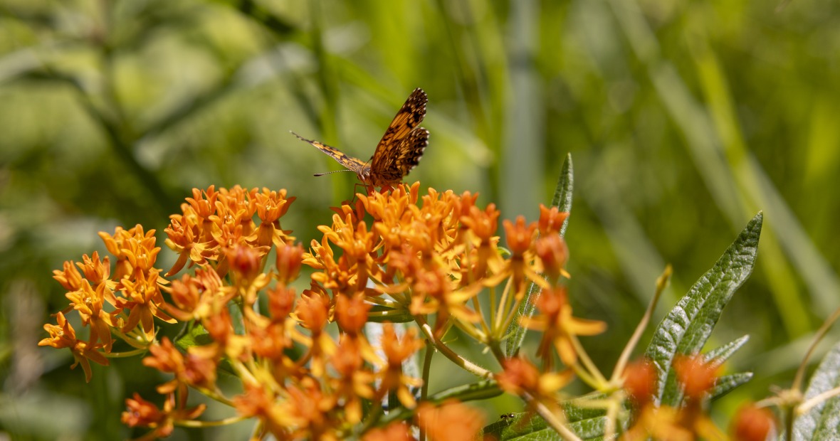 Orange Flowers and Butterfly 