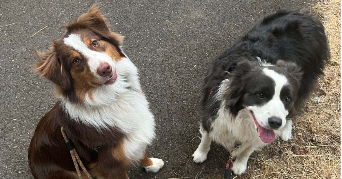 Two dogs sitting near the edge of an asphalt path