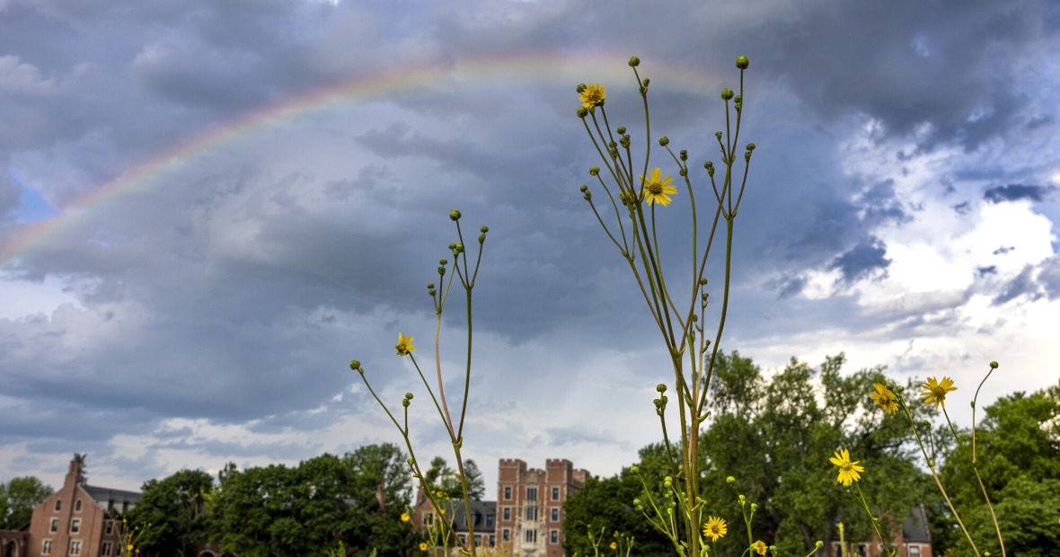 Gates Tower with yellow flowers in the foreground and a rainbow in the sky.