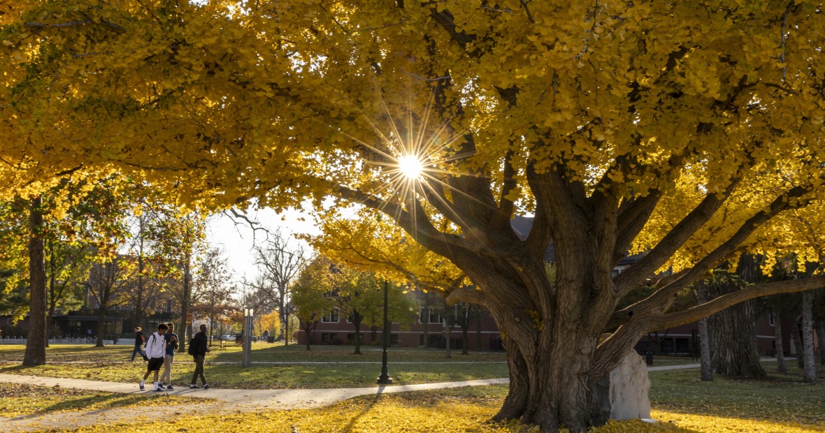 A tree with yellow fall leaves on the Grinnell College campus