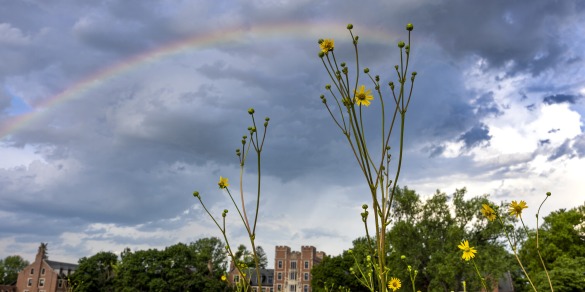 Gates Tower with yellow flowers in the foreground and a rainbow in the sky.