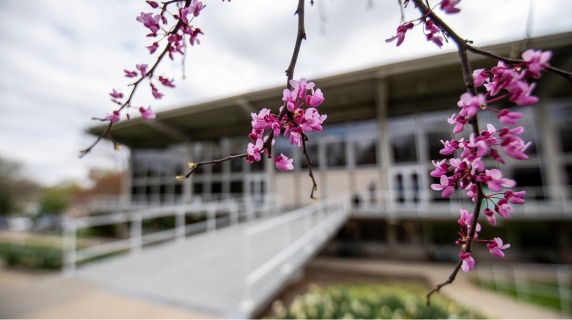 Pink tree blossoms in front of Burling LIbrary