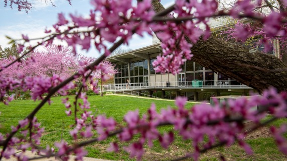Redbud blossoms with Forum in background
