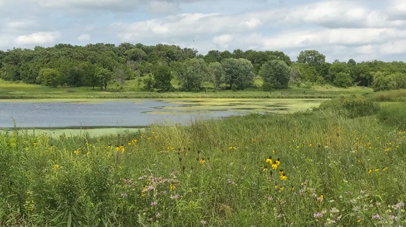 A pond in the background at the green prairie at the Jacob Krumm Nature Preserve