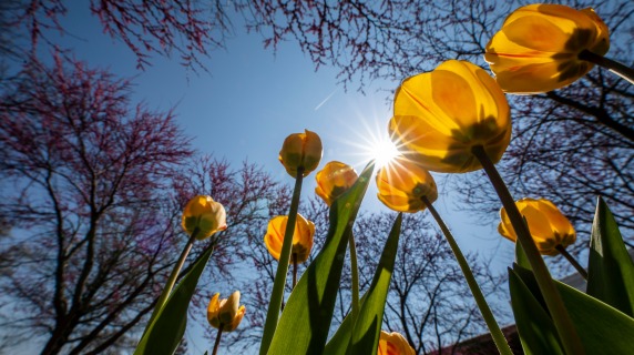 Yellow tulips as viewed from close to the ground against a sunny sky