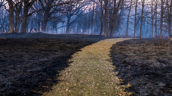 A grassy path winds through recently burned prairie and trees.