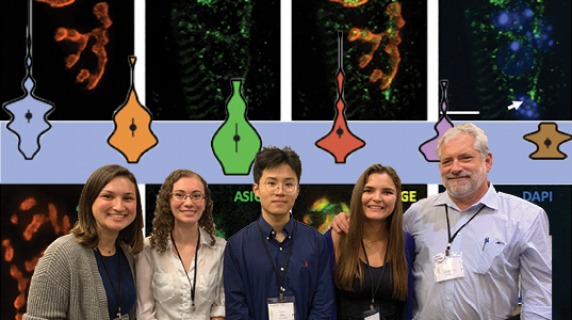 Collage of Lindgren and students, graphs, and proteins at the neuromuscular junction