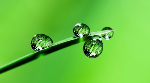drops of water on a green stem, extreme close-up