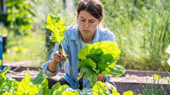 Grinnell College student garden worker harvesting Swiss chard