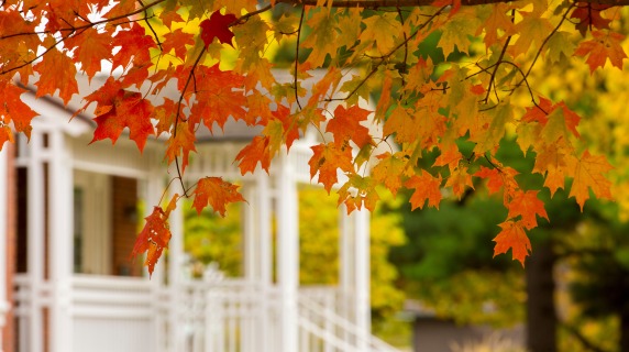 Fall leaves in yellow and orange hanging over white porch