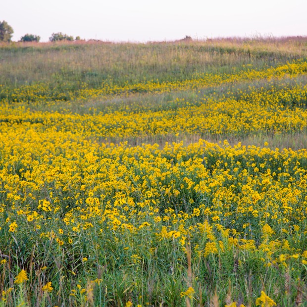 Yellow flowers in the prairie
