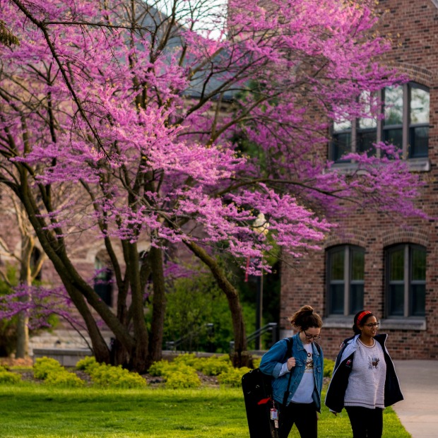 Students pass red bud tree in bloom in front of Goodnow Hall