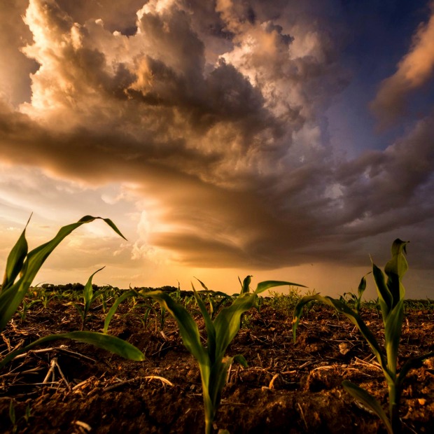 Corn plants sprout with large dark storm clouds overhead