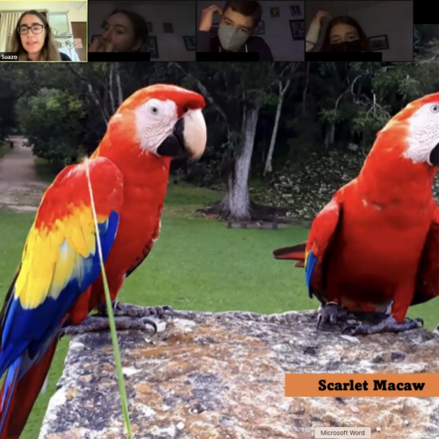Cultural Attache Presentation with Andrea, showing Scarlet Macaws