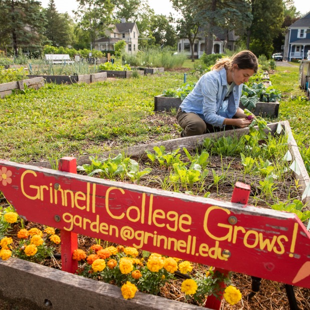Grinnell College Grow sign with garden at grinnell dot edu address and student harvesting