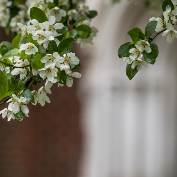 flowering tree limb in front of a brick building