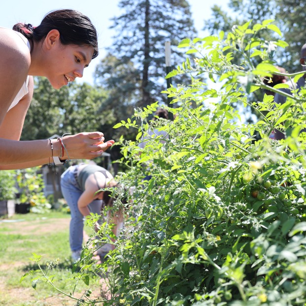 A student picks a tomato in the College Garden.